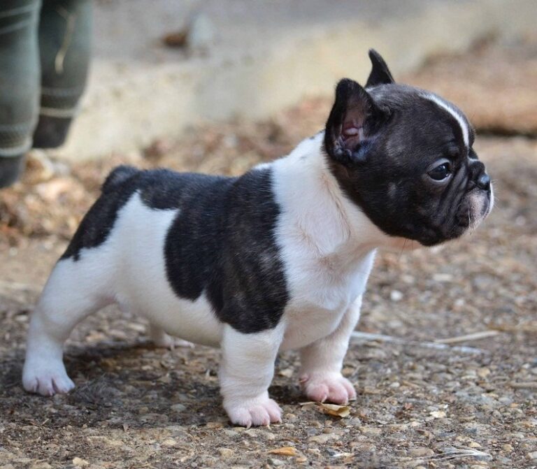 French Bulldog: Facts, Characteristics, & Care With Pictures