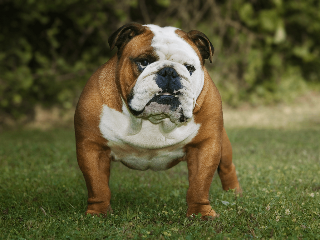 English Bulldog: Facts, Temperament, & Care With Pictures