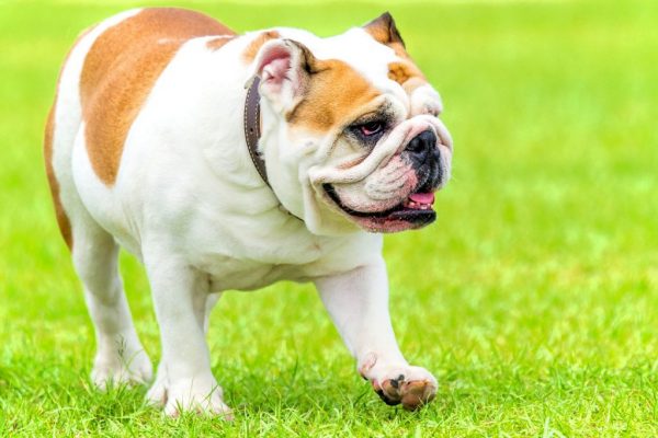 English Bulldog: Facts, Temperament, & Care With Pictures