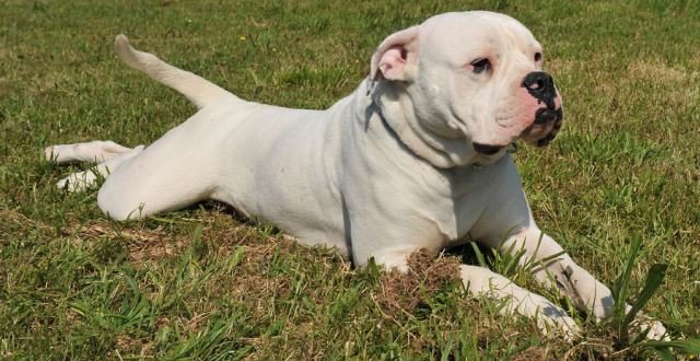 American Bulldog – The Bulldog Addict