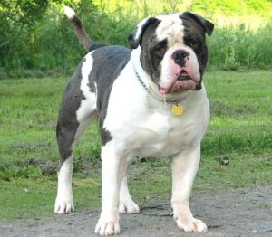 American Bulldog: Size, Types, Lifespan, Temperament, & Pictures