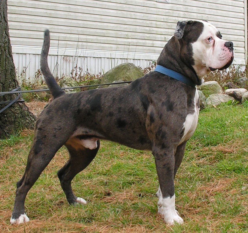 Alapaha Blue Blood Bulldog The Bulldog Addict