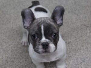 Blue and White French Bulldog