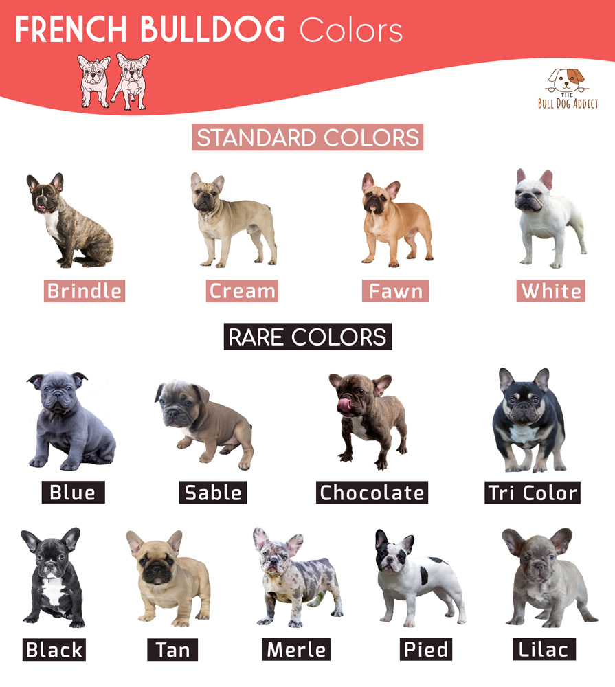 French Bulldog Dna Colour Chart