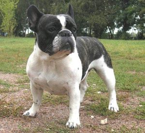 Brindle and White French Bulldog
