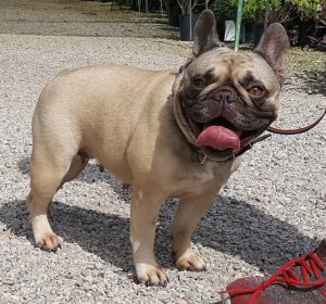 Chocolate Fawn French Bulldog