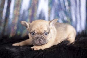 Chocolate Sable French Bulldog