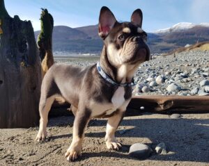 Chocolate and Tan French Bulldog