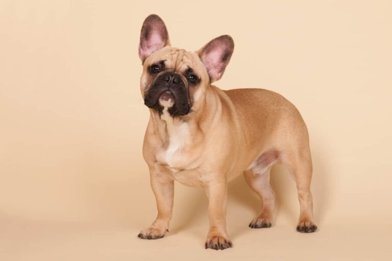 giant french bulldog teddy