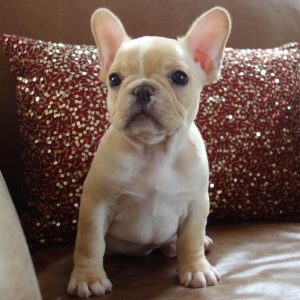 Fawn and White French Bulldog