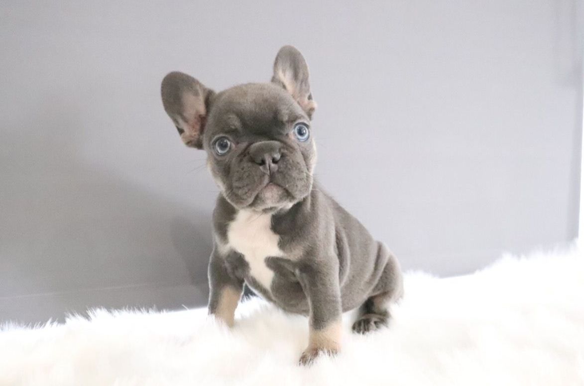 Merle French Bulldog With Blue Eyes - Bleumoonproductions