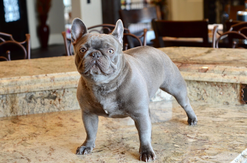 what is lilac french bulldog