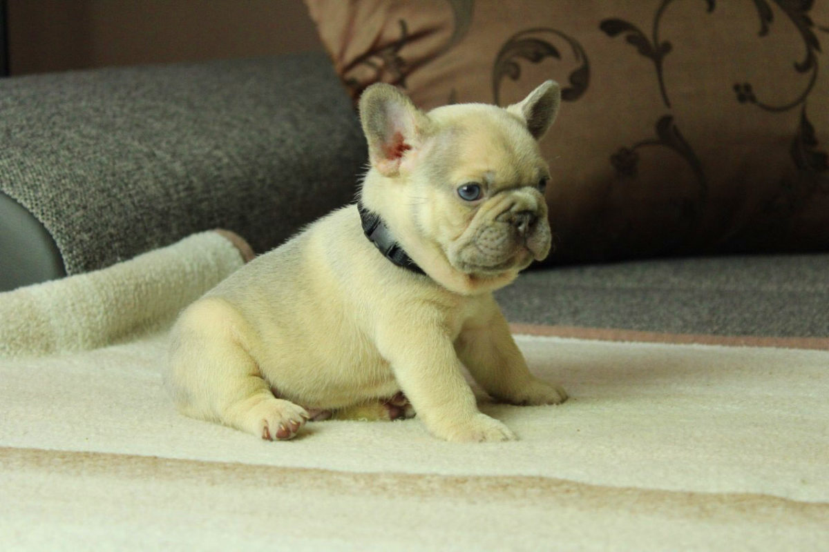 sable color dog french bulldog