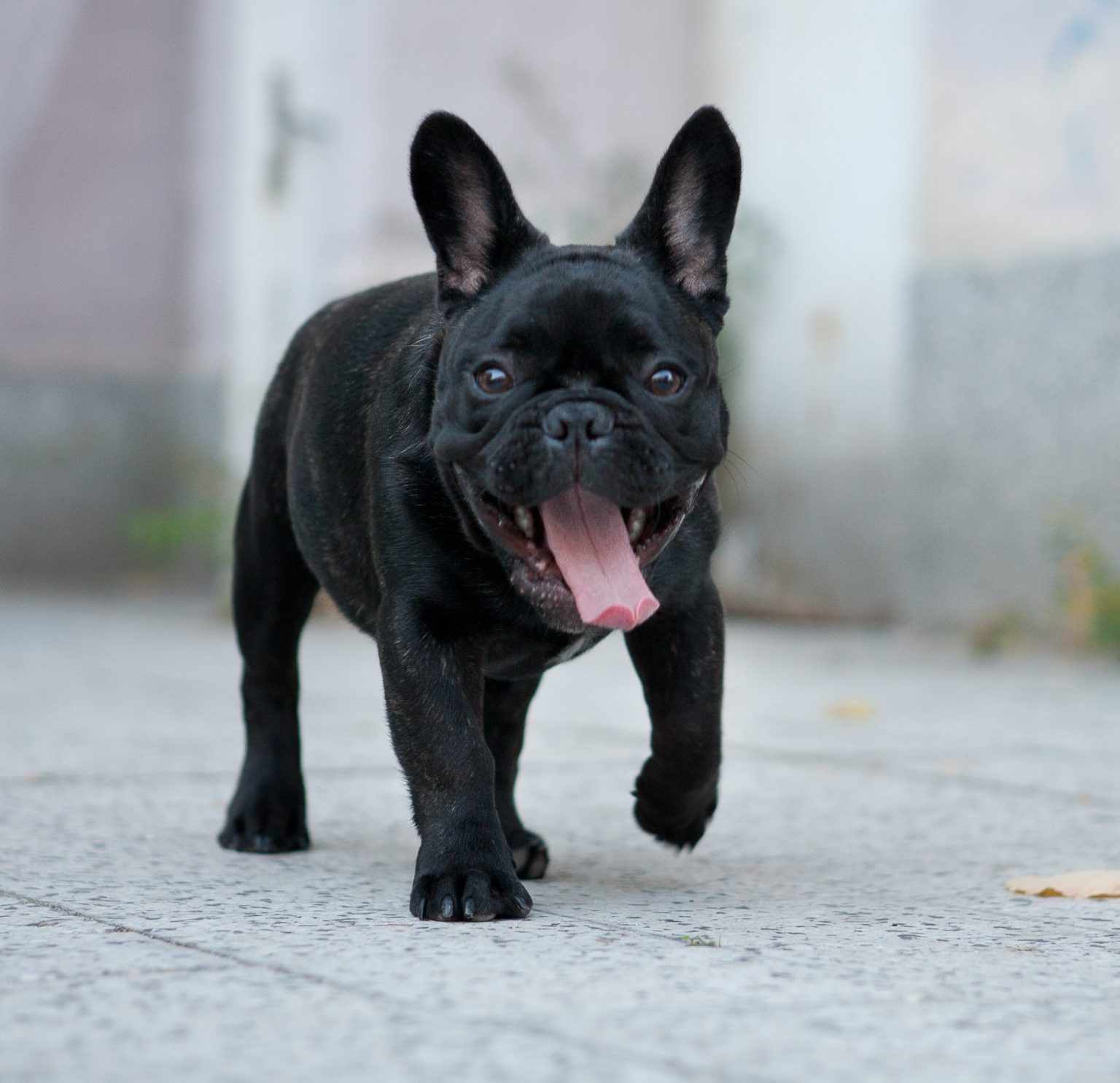 fao schwarz french bulldog