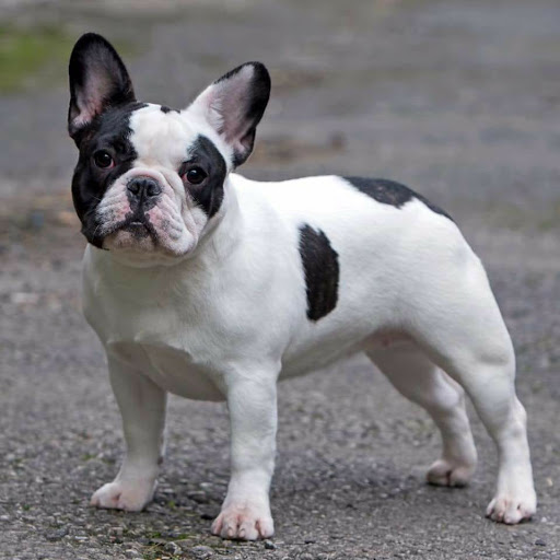 Black And White Pied French Bulldog