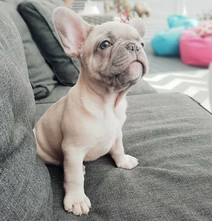 are french bulldogs born with pink noses