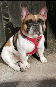 Red Pied French Bulldog