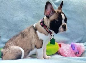 Sable Pied French Bulldog