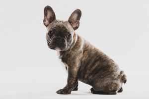Seal Brindle French Bulldog