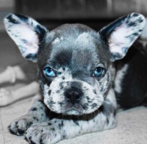 Spotted French Bulldog