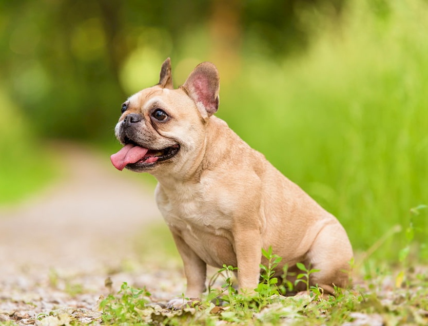 Choco Tan French Bulldog of all time Learn more here 