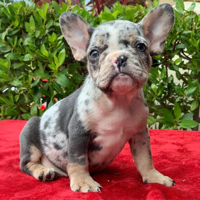 65+ Tri Color French Bulldog Price Pic - Bleumoonproductions