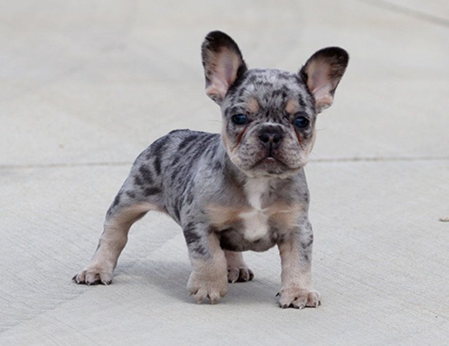 Tri Color French Bulldog