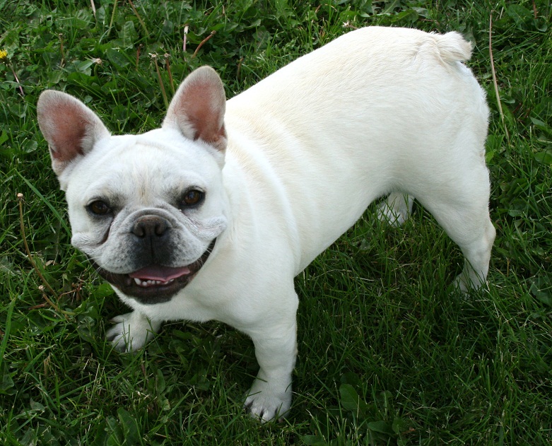 Best Full Grown White French Bulldog  Don t miss out 