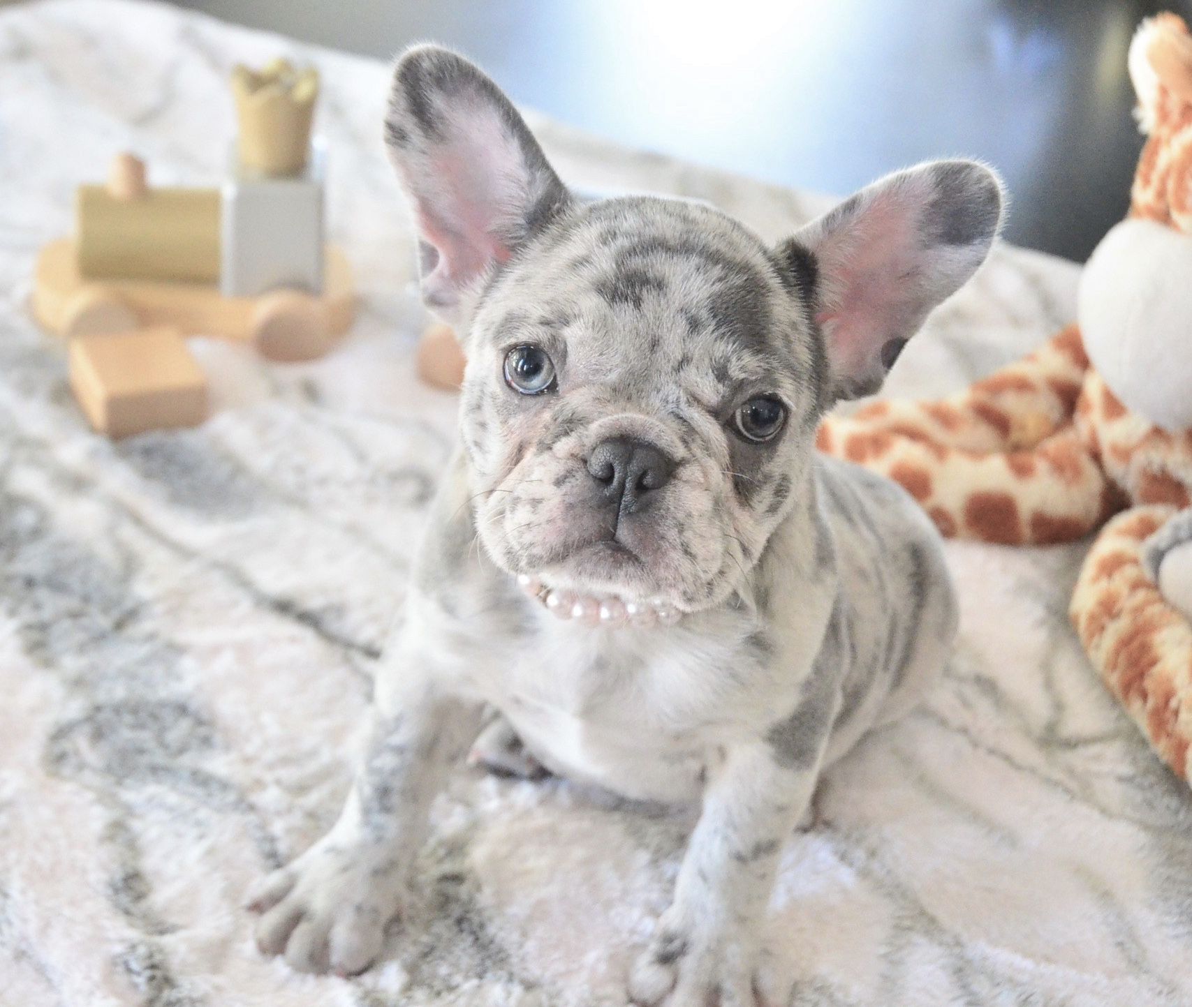 35+ How Much Are Merle French Bulldog Pic - Bleumoonproductions 