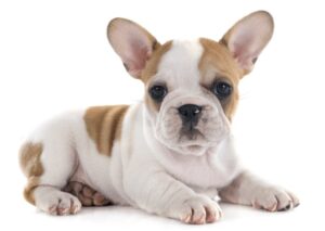 White and Fawn French Bulldog
