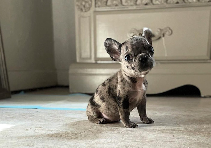 are french bulldogs miniature hypoallergenic