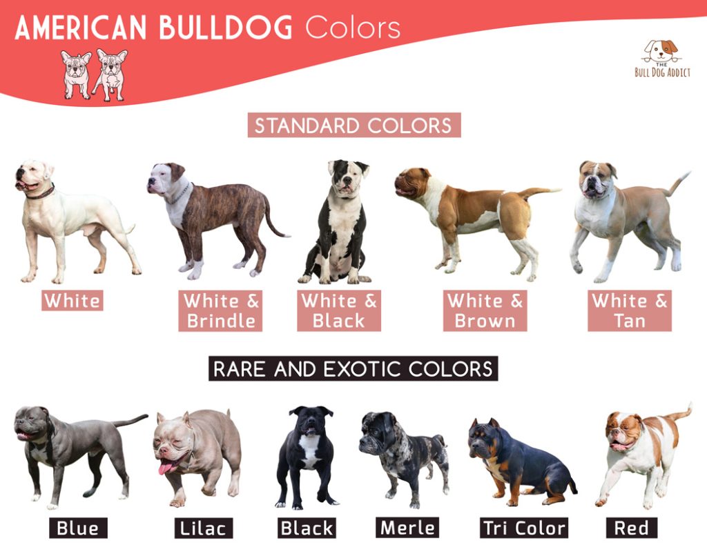American Bulldog Colors