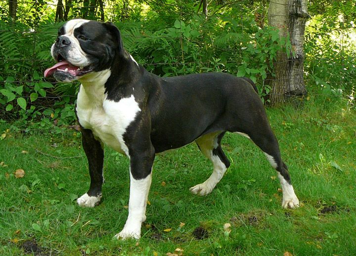 Black and White American Bulldog