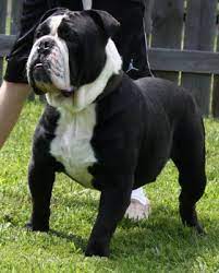 Black and White English Bulldog