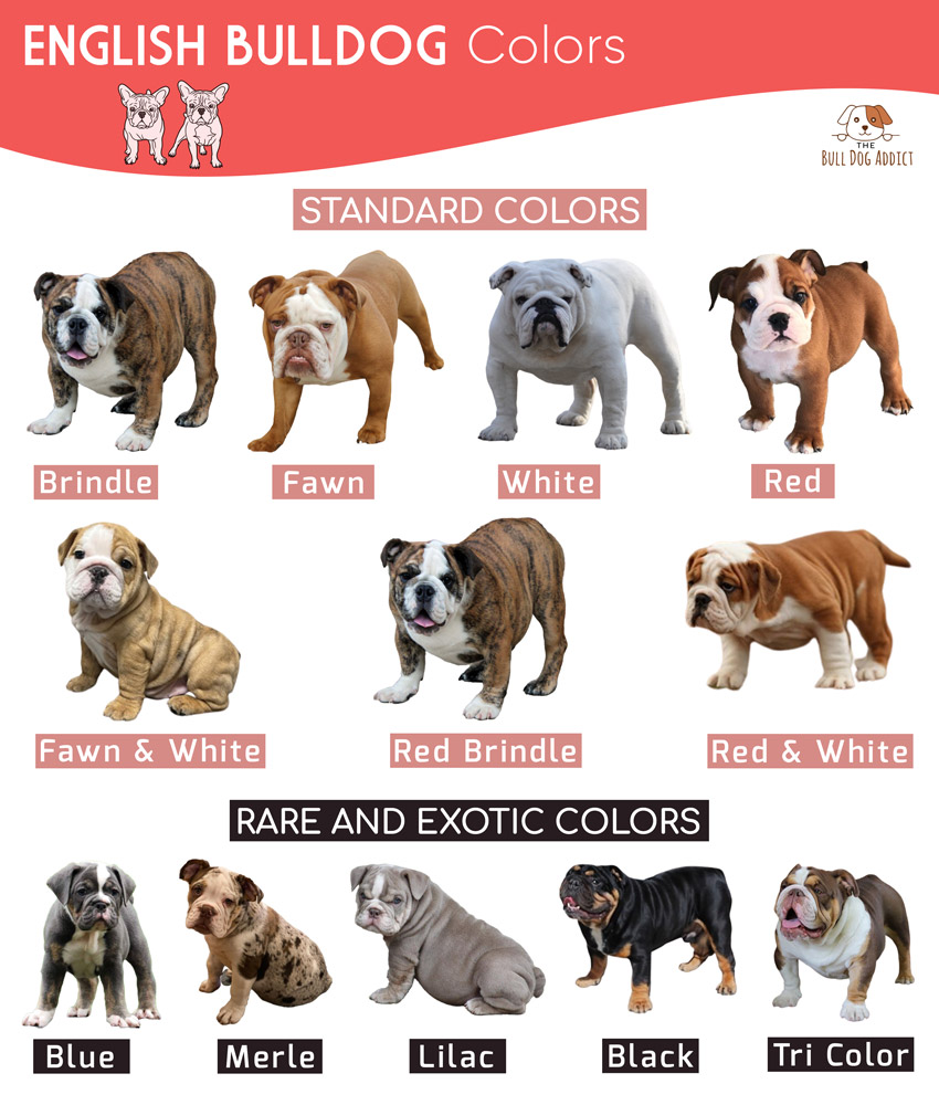 English Bulldog Colors – Facts and Pictures