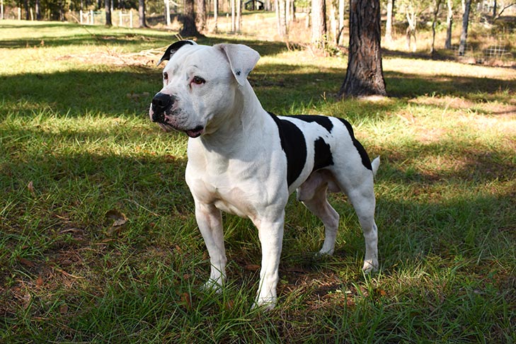 White and Black American Bulldog