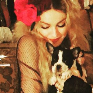 Madonna French Bulldog